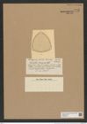 Triceratium tumescens Castr. (de-Toni-Nr.: Genus 140, Species 3714) Zeichnungen Sammlung Grunow Nr. 7205 (NHMW-BOT-W0376191)